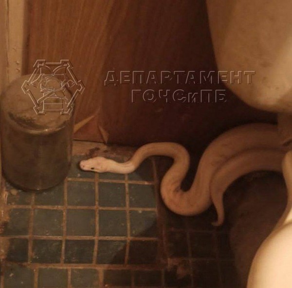 Женщина обнаружила змею у себя в туалете