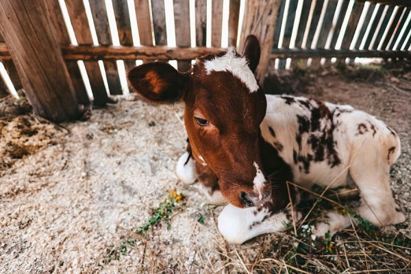 Показали первые фото со съемок фильма по мотивам &laquo;Простоквашино&raquo;