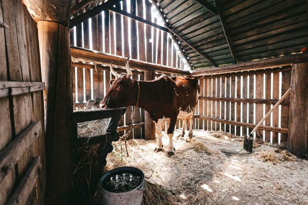 Показали первые фото со съемок фильма по мотивам &laquo;Простоквашино&raquo;