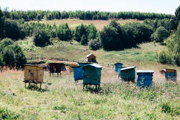 Показали первые фото со съемок фильма по мотивам &laquo;Простоквашино&raquo;
