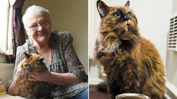 Самая старая кошка в мире умерла в возрасте 33 лет