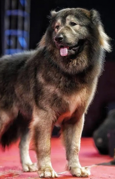 Это самая дорогая собака в мире &mdash; ее продали за $5,7 миллиона