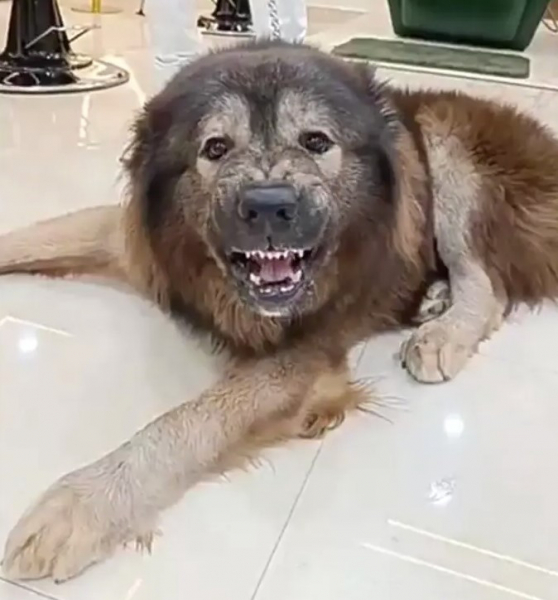 Это самая дорогая собака в мире &mdash; ее продали за $5,7 миллиона