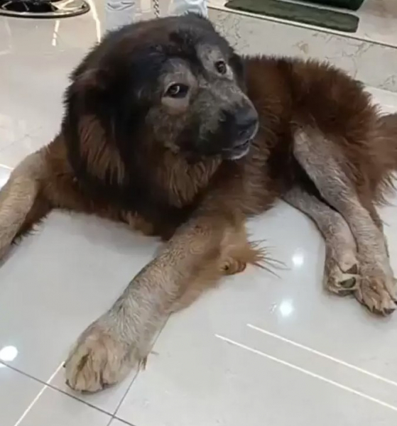 Это самая дорогая собака в мире &mdash; ее продали за $5,7 миллиона