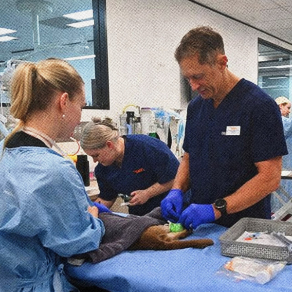 Этот кот пережил часовую стирку в машинке